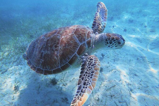 Boomerang’s Best of Anguilla: Swim with Turtles Adventure - Meeting point and how the day runs (so you’re not flustered)