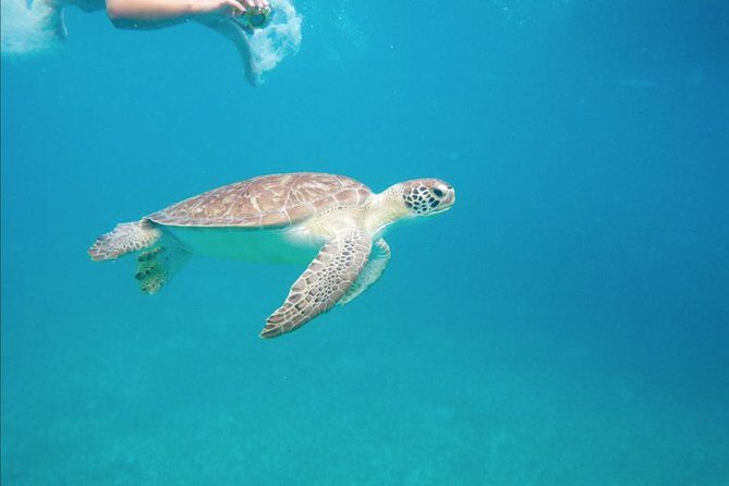 Boomerang's Best of St. Martin/Maarten: Swim with Turtles - Key things that make this cruise worth your time