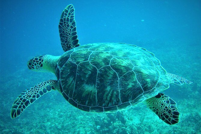 CAPTAIN ALAN'S 4hr -3 Islands-snorkeling-turtles-beach ADVENTURE - Key Things I’d Book This For
