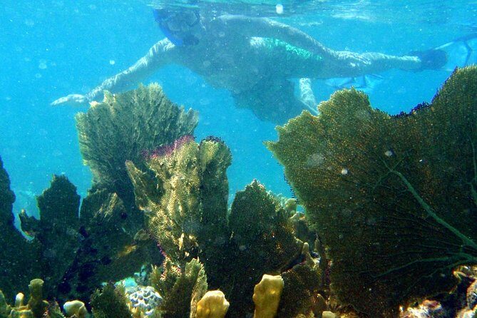 CAPTAIN ALAN'S 4hr -3 Islands-snorkeling-turtles-beach ADVENTURE - Stop 2: Creole Rock or Greenkey Snorkeling on the St Maarten Side