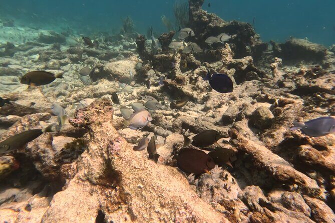 Prickly Pear Catamaran Trip from St Maarten Including Lunch - Lunch on Board: Why the Buffet Matters on a Boat Day