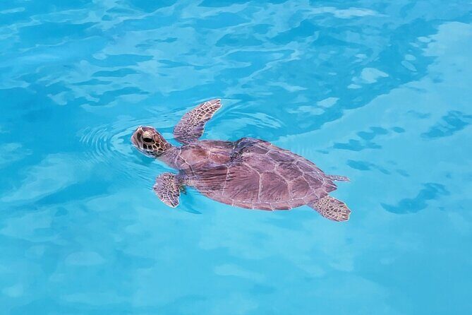Private Speed Boat Charter in St Maarten & Nature Reserve - Drinks onboard, snorkel gear, and what to bring