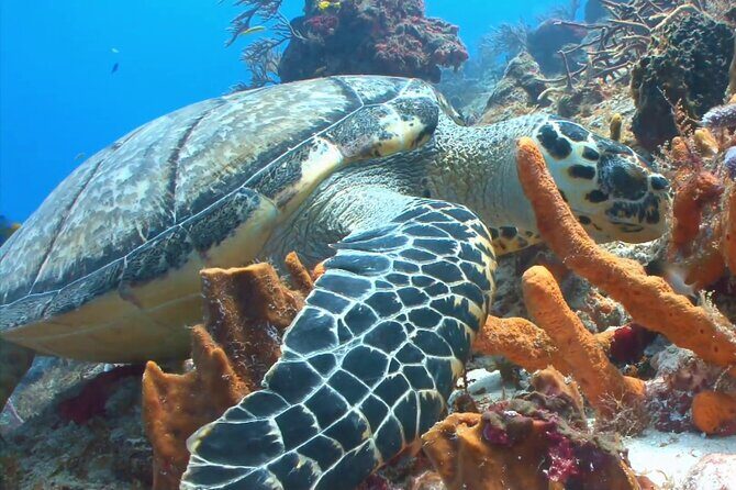 Private Speed Boat Charter to Anguilla - Sandy Island and Crocus Bay: snorkeling plus a dock-based lunch option