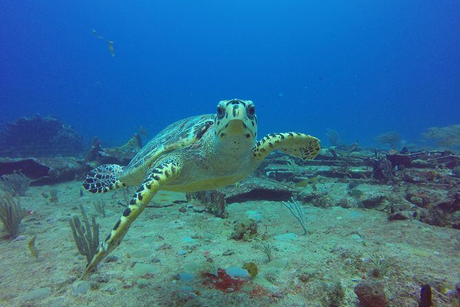 Sand Dollar Half Day Snorkel Trip - Key things I’d circle on your map