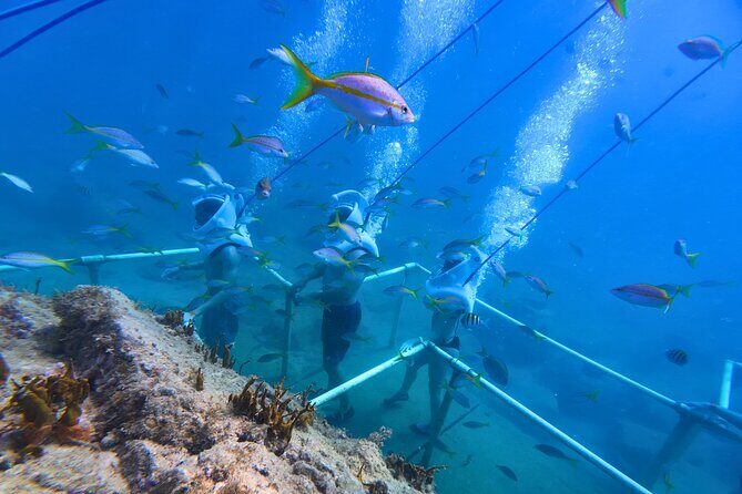 SeaTrek Tour St. Maarten - SeaTrek in St. Maarten: how the experience actually works