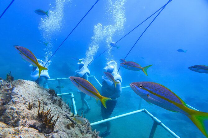 SeaTrek Tour St. Maarten - Snorkel vs. Sea Trek: why the split schedule is a smart design