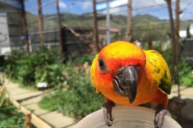 Sint Maarten Island Private Tours - The animal stops: Parrot Ville and Quartier D’Orleans