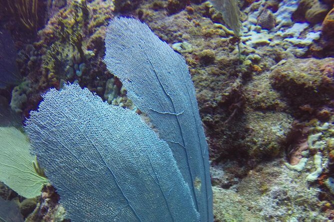 St Maarten Discover Scuba - Simpson Bay Option: Coastal Sightseeing Before You Reach the Offshore Reef
