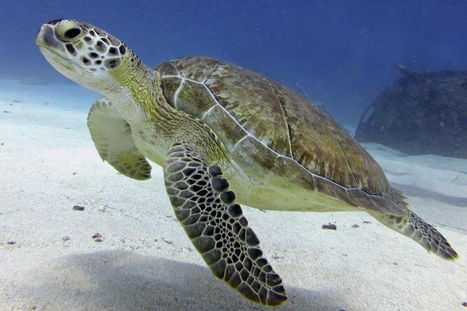 St Maarten Discover Scuba - What You Might See: Eels, Sea Turtles, Stingrays, and More