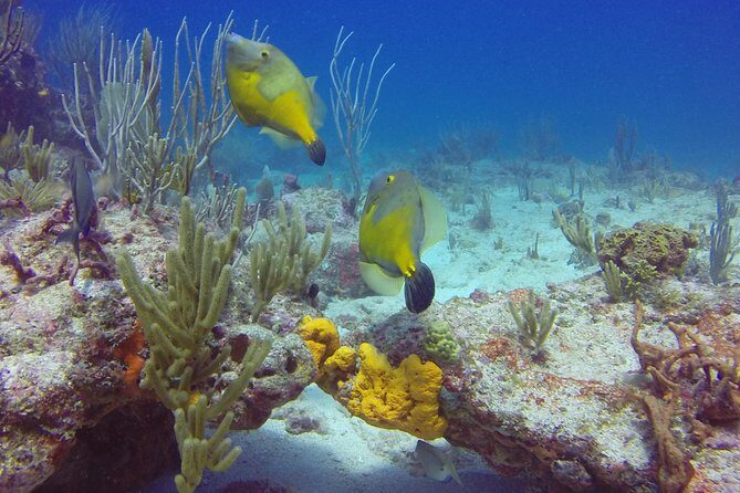 St Maarten Discover Scuba - Safety Rules and Medical Forms You Need to Take Seriously