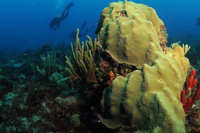 St Maarten Scuba Diving for Certified Divers - Underwater targets: Mike’s Maze, wrecks like the Proselyte, and more