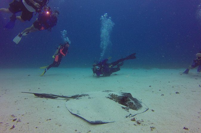 St Maarten Scuba Diving for Certified Divers - Marine life at 65–75 feet (20–23 meters): what you should watch for