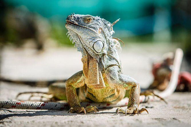 St Maarten Shore Excursion: Snorkeling and Speed Boat Tour - Tintamarre Island and sea turtles: what you’re really doing in stop 2