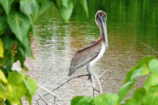 St.Martin - St.Maarten: Small Group, Birding Tour / Bird Watching Tour - Key highlights to plan for