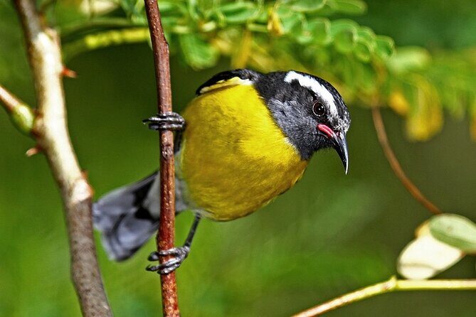 St.Martin - St.Maarten: Small Group, Birding Tour / Bird Watching Tour - Bushy areas and sandy shorelines: the cover-and-edges strategy
