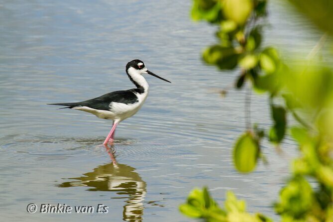 St.Martin - St.Maarten: Small Group, Birding Tour / Bird Watching Tour - How the sweet break turns sightings into learning