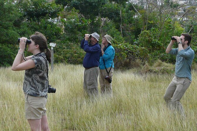 St.Martin - St.Maarten: Small Group, Birding Tour / Bird Watching Tour - What “up to 30 species” really means for your morning