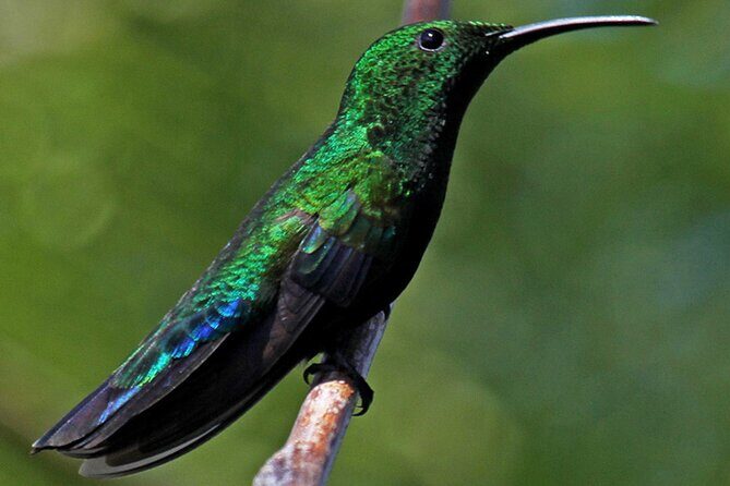 St.Martin - St.Maarten: Small Group, Birding Tour / Bird Watching Tour - Price and value: why $129 feels fair for what’s included