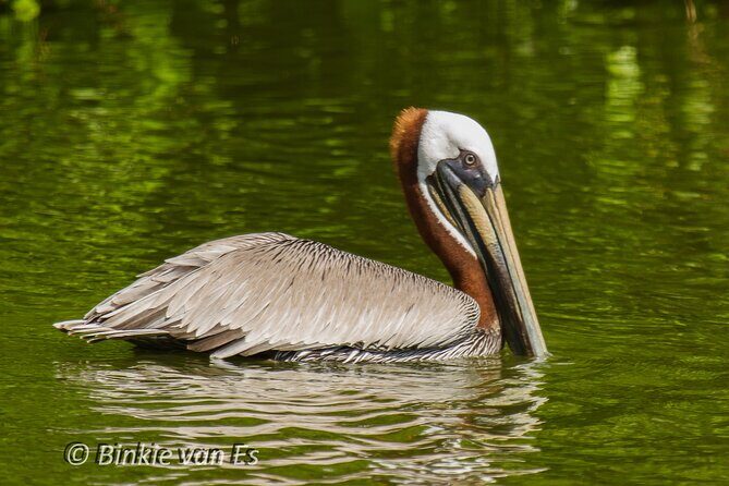 St.Martin - St.Maarten: Small Group, Birding Tour / Bird Watching Tour - Getting to Dock Maarten Marina and what to expect on the ground