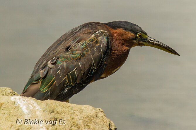 St.Martin - St.Maarten: Small Group, Birding Tour / Bird Watching Tour - Salt-water ponds and fresh ponds: where waders and shore birds concentrate