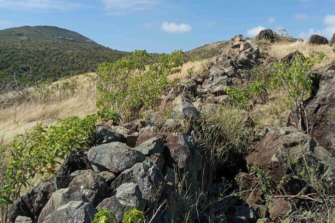 St.Martin - St. Maarten: Small Group, Coastal Hike & Swim Tour - Saltwater pond wildlife: where the quiet surprises happen