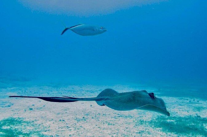 The Original Eco Tour Full-Day Around the Island of Sint Maarten - Cruising the Coast: Marigot Bay, Baie Rouge, and the Yacht-Watching Passes